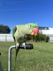 Lost Alexandrine
