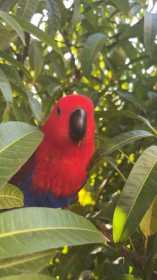 Lost Eclectus