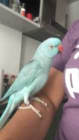 Lost Indian Ringneck Parakeet