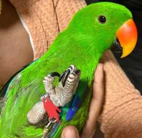 Lost Eclectus