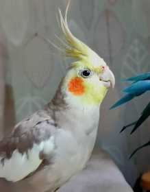 Lost Cockatiel