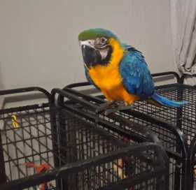 Lost Macaw
