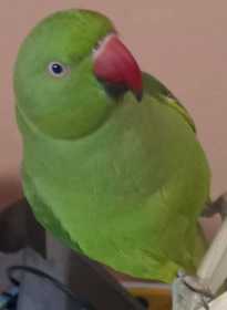 Lost Indian Ringneck Parakeet