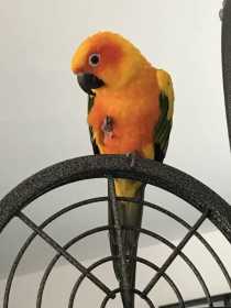 Lost Conure