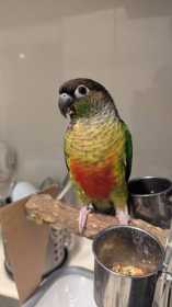 Lost Conure