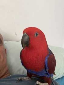 Lost Eclectus