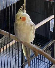 Lost Cockatiel