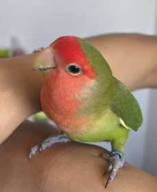 Lost Lovebird