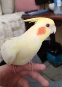 Lost Cockatiel