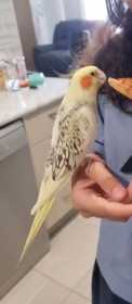 Lost Cockatiel