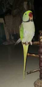 Lost Alexandrine