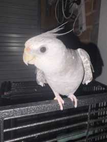 Lost Cockatiel