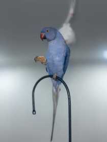 Lost Indian Ringneck Parakeet