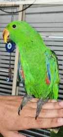Lost Eclectus