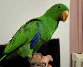 Lost Eclectus