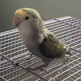 Lost Lovebird