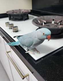 Lost Indian Ringneck Parakeet