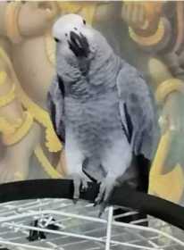 Lost African Grey