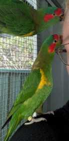 Lost Lory / Lorikeet