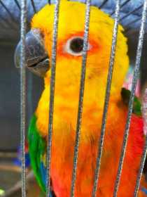 Lost Conure