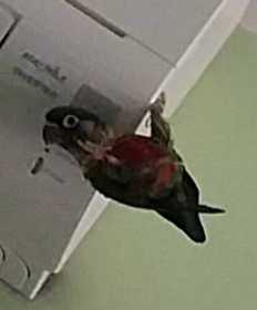Lost Conure