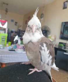 Lost Cockatiel