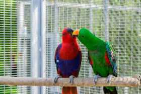 Lost Eclectus