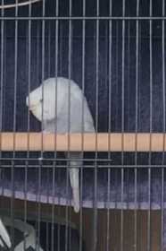 Lost Budgerigar
