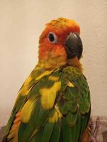 Lost Conure
