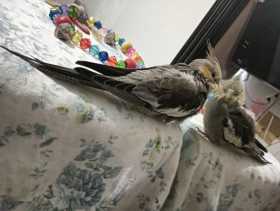Lost Cockatiel