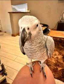 Lost African Grey