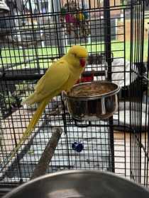 Lost Indian Ringneck Parakeet