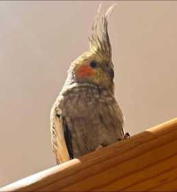 Lost Cockatiel