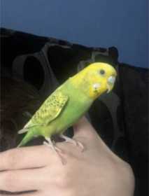 Lost Budgerigar