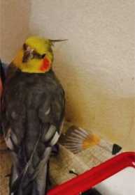 Lost Cockatiel