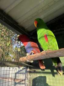 Lost Eclectus
