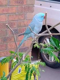 Lost Indian Ringneck Parakeet