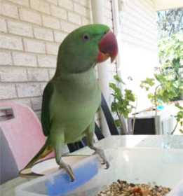 Lost Alexandrine