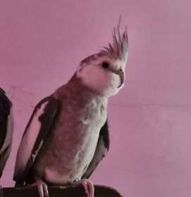 Lost Cockatiel