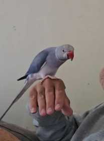 Lost Indian Ringneck Parakeet