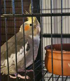Lost Cockatiel