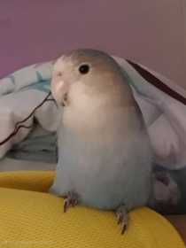 Lost Lovebird