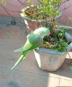 Lost Alexandrine