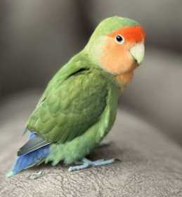 Lost Lovebird