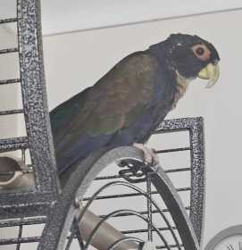 Lost Blue-Headed Pionus