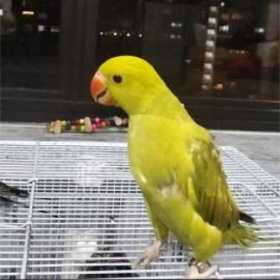 Lost Indian Ringneck Parakeet