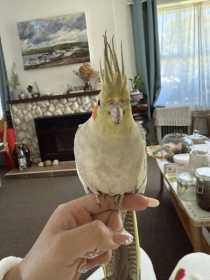 Lost Cockatiel