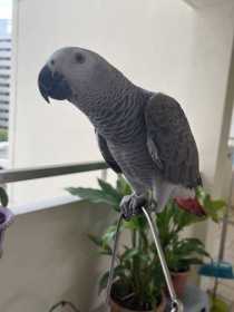 Lost African Grey