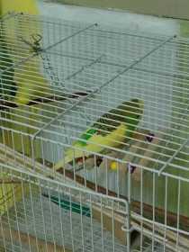 Lost Budgerigar