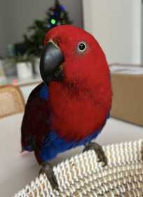 Lost Eclectus